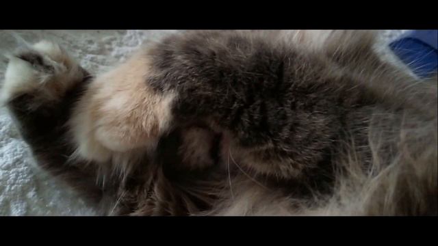 Кошачий храп.