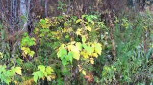 Ловля хариуса на удочку 👆 на МУТЬ. Осенняя Рыбалка на реке Бия 👆.