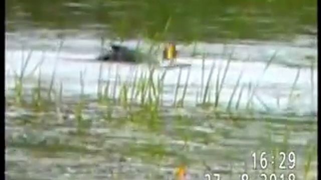 БОЛЬШОЙ БАКЛАН ПОЙМАЛ НЕМАЛЕНЬКУЮ РЫБКУ, А ЦАПЛЯ ОТ ЗАВИСТИ ЗАБРАЛАСЬ НА ДЕРЕВО смотреть онлайн