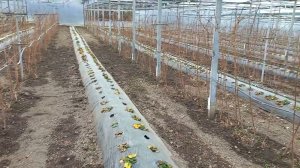 Земляника и Малина в теплице