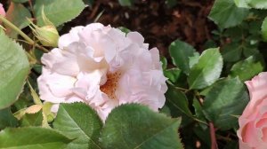 Роза Ла Мари. Японские розы в Подмосковье