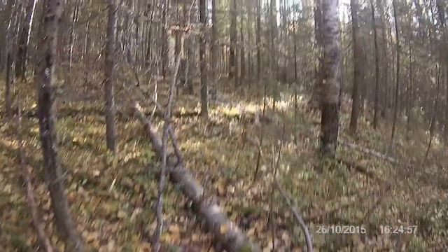 Тайга, труднопроходимые места, охота, белка