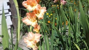 Обзор новых сортов гладиолусов