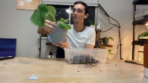 June Plant Chores TC Plants, Propagations, & More