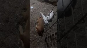 доход с  поросят.14 шт. бизнес на поросятах.животноводство.свиньи как бизнес в селе. выгодно или не