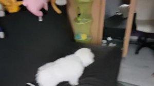 Собака гавкает, победитель голос. Бишон фризе