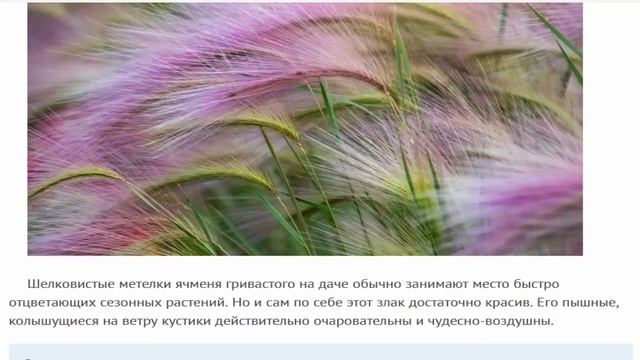 Пеннисетум  И  Т.Д.    6 декоративных трав, которые превратят даже самый заурядный сад в сказку