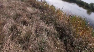 Охота с эпаньоль бретоном на утку. Дельта эпаньоль бретон.