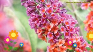 Буддлея красно-желтая Фловер павэр. Краткий обзор, описание buddleja davidii flower power