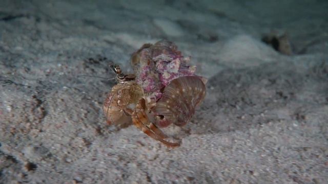 D2U club - Дайвинг сафари - Юг Египта - рак отшельник смотреть онлайн