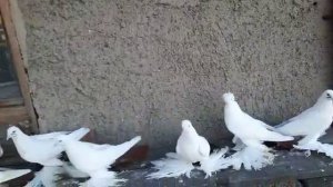 Северокавказские Космачи. Хвостовые Голуби