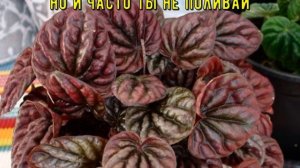 Пеперомия сорта Каперата Луна Ред