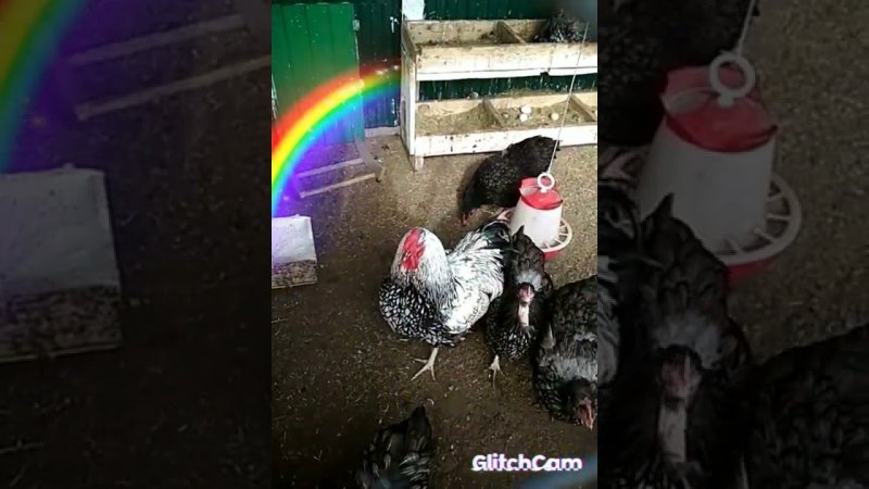 The chickens️ are singing курочки