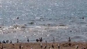 ВЗЯВШИСЬ ЗА РУКИ ВДВОЕМ.(ПЛАЧУТ ГИТАРЫ) ВИА ВЕСЕЛЫЕ РЕБЯТА.КЛИП.