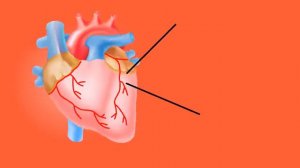 🎬 Сердце, атака коронарных сосудов. Холестерин | НАУКА 4.0