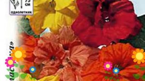 Настурция махровая. Краткий обзор: Настурция махровая описание характеристик, где купить семена