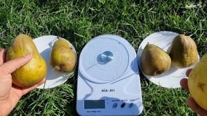 Груша Говерла