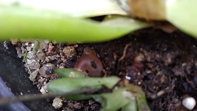 "Caramujos e Nematóides nas Suculentas"🐌 смотреть онлайн