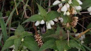 Bombus ruderarius visiting Lamium album