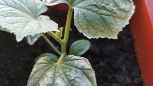 СГОРЕЛИ ЛИСТЬЯ НА ОГУРЦАХ. BURNT LEAVES ON CUCUMBERS