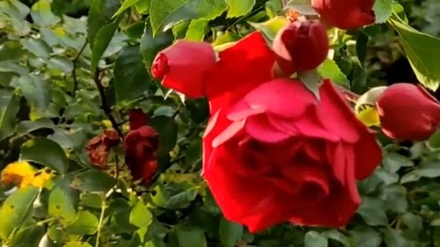 485.ЗАГОВОР ОТ НЕДОБРОЖЕЛАТЕЛЕЙ смотреть онлайн