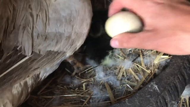 Производство Индоутят началось / Откуда взялись Индоутята такого окраса ? Вывод Индоутят под уткой