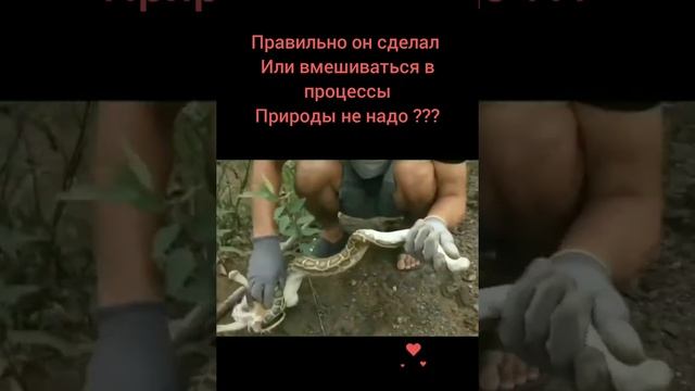 Спас котенка . Змея душит малыша