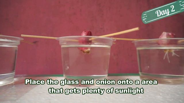 How to grow Onion in water at Home | Regrow Herbs in Kitchen scrap - Gardening Tips смотреть онлайн