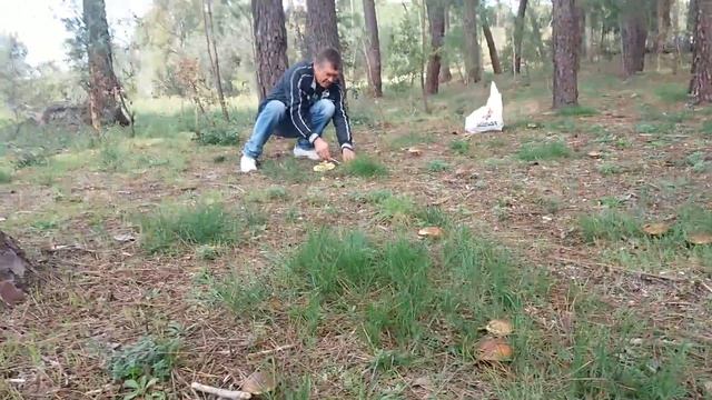 Крымский собирает грибы смотреть онлайн