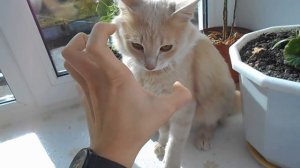 Котик играет с рукой