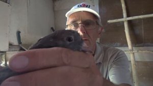 ИРАНСКИЕ ГОЛУБИ в УФЕ Часть 1