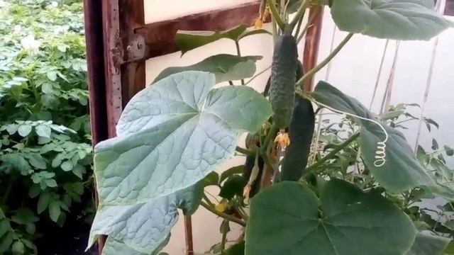 Огурцы в мешках - что это такое и для чего? смотреть онлайн