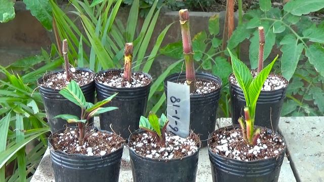 How to Grow Sanchezia Cutting A Beautiful House Plant смотреть онлайн