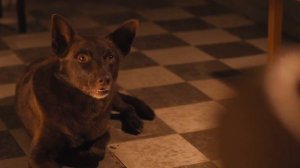 Рыжий пёс (2011). Будем отрываться...