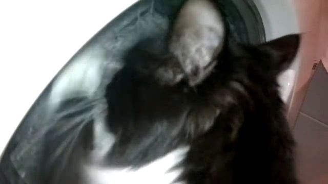 Кошка стиралка