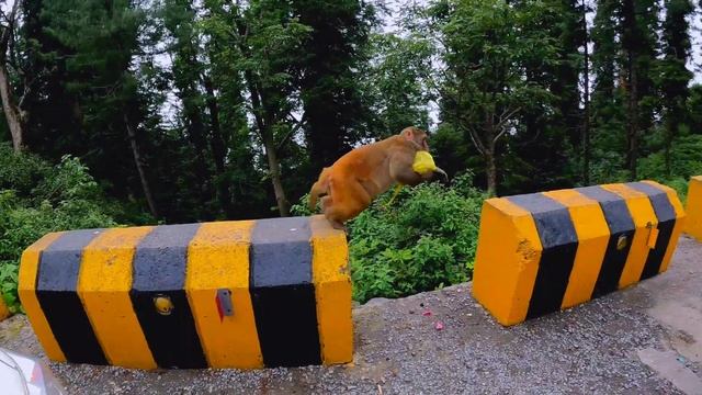 Murree Bandar Gali, Ayubia Monkey Point, Bandar Mama, Bandar, Galyat, Nathia Gali Bender смотреть онлайн