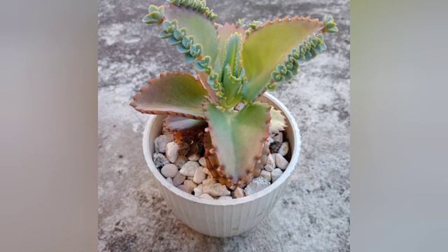 #1 GIFT IDEAS WITH BIRTHDAY MESSAGE (GIFT: SUCCULENTS) смотреть онлайн