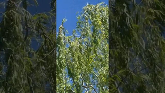 Pájaros vuelan desde la copa de un árbol? Chimangos ?Paisaje sonoro #soundscape #birdslover