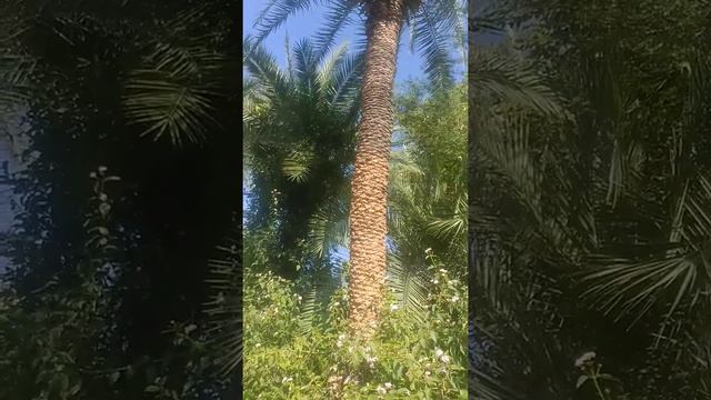 Date palm tree 🌲🌲🌲 🌲🌲