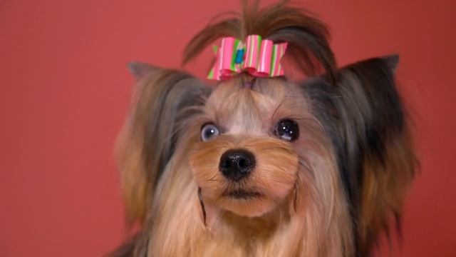 Diamond Yorkshire Terrier - Varied Black Gold Tones Брильянтовый Йоркширский Терьер - Черное Золото