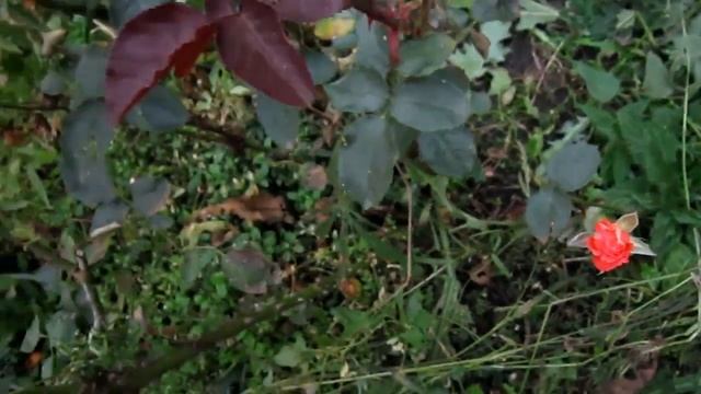 Какие цветы цветут до зимы смотреть онлайн