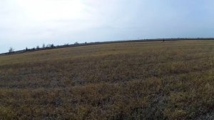 Xiaomi 20231104 Куропат