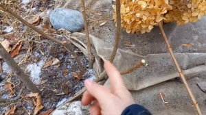 Обрезка гортензии Лаймлайт, Вимс Рэд