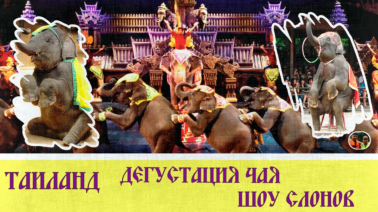 Таиланд Квай Дегустация чая,шоу слонов, дикие обезьяны Выпуск 5