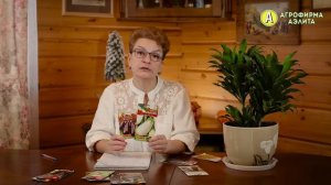 Когда сеять баклажаны на рассаду? Семена баклажанов для открытого грунта.