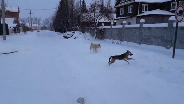 Соседский недружелюбный кобель! Совсем не хочет дружить с Альфой.)) смотреть онлайн
