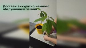АВОКАДО! КАК ВЫРАСТИТЬ АВОКАДО В ГОРШКЕ.ПОСАДКА АВОКАДО.
