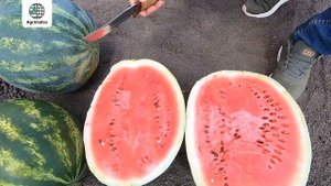 Арбузы "Кримсон свит" от Hollar Seeds: подробный обзор