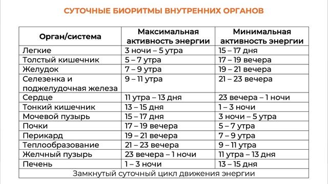 Биологическая активность органов. Суточная активность лисы. Суточные циклы человека. Биологическая активность органов. Время активности внутренних органов человека по часам таблица.