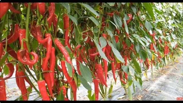 Корейское земледелие, традиционное природное и современное научное. Мои советы.